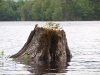 Stump in Trout Pond